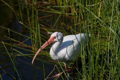 Florida Day 1 @ The Wakodahatchee Wetlands