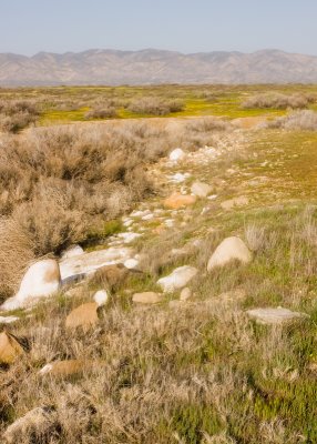 Carrizo Plains - March 2008 #1