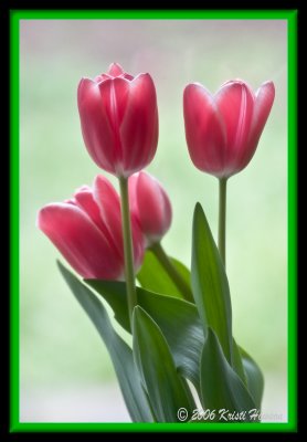 Tulips In The Mist