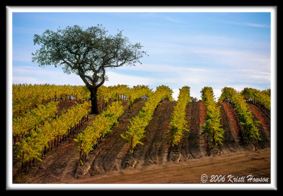 Zaca Vineyards