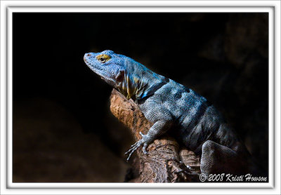 Baja Blue Lizard