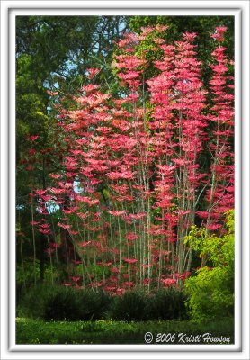 Spring Blooms