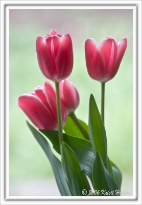 Tulips In The Mist