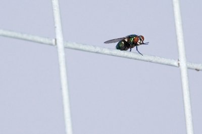 The Fly on the fence is looking at me.....