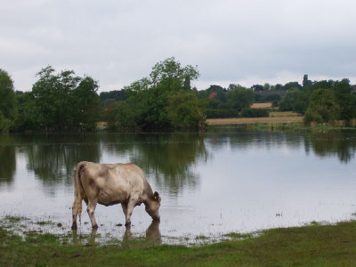 Packington flood plain
