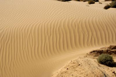 Desert Sand