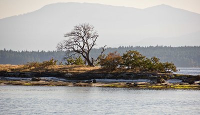 Lone Deciduous