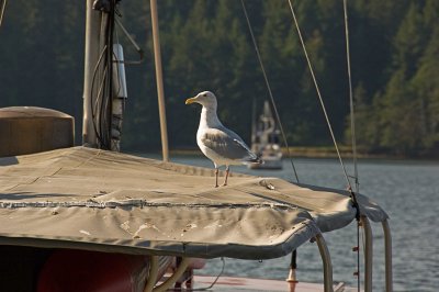 Poopdeck