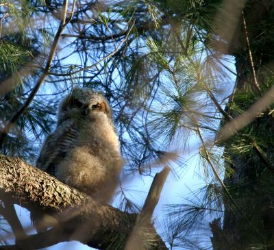 Great - horned Owlet
