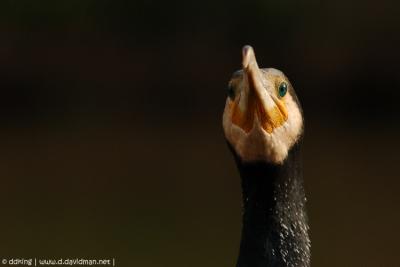 Great Cormorant - Phalacrocorax carbo