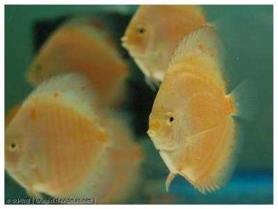 Red & White juvenile