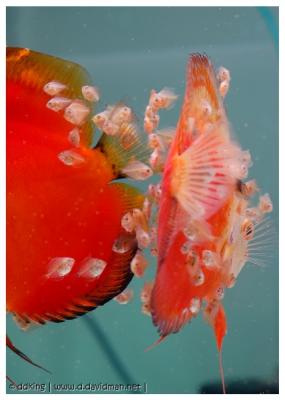 Red Passion + Red & White