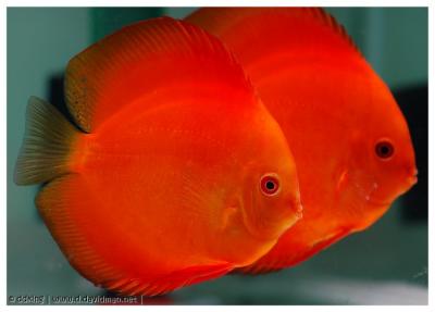 Red Passion