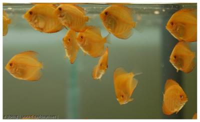 White Pigion Blood juvenile