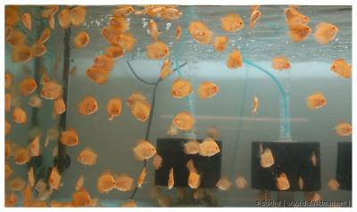 White Pigion Blood juvenile