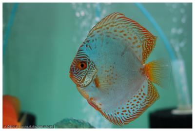 Red spotted blue