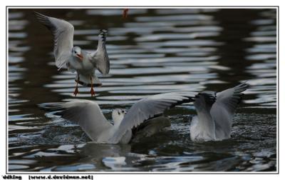 Black-headed Gull - Larus ridibundus