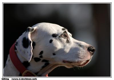 Dalmatian