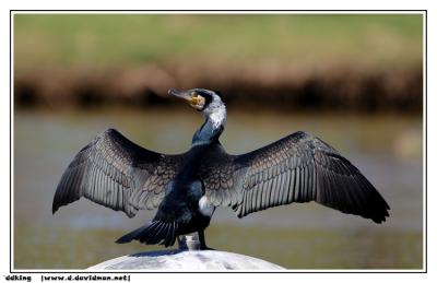 Great Cormorant - Phalacrocorax carbo