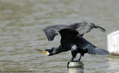 Great Cormorant - Phalacrocorax carbo