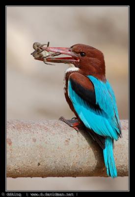 White-throated Kingfisher-Halcyon smyrnensis