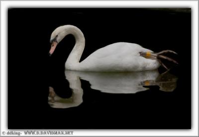 Mute Swan - Cygnus olor