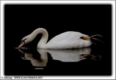 Mute Swan - Cygnus olor