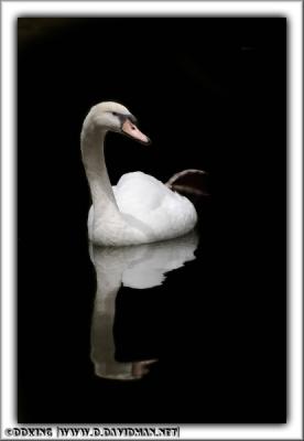 Mute Swan - Cygnus olor