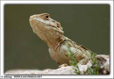 DSC_1914.JPG