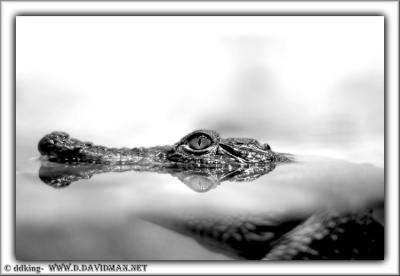 Alligator