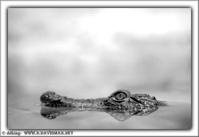 Alligator