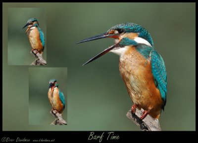 Kingfisher-Alcedo atthis