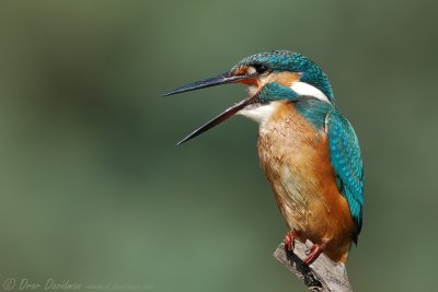 Kingfisher-Alcedo atthis