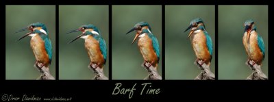 Kingfisher-Alcedo atthis