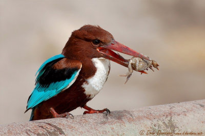 White-throated Kingfisher-Halcyon smyrnensis