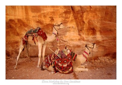 Petra - 