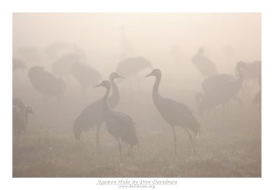 Common Crane - Grus Grus