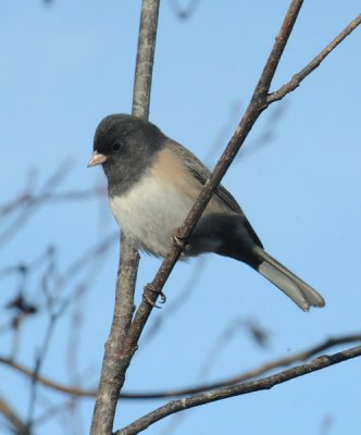 birdfeeder1