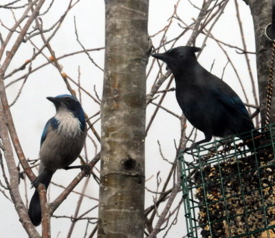 birdfeeder1