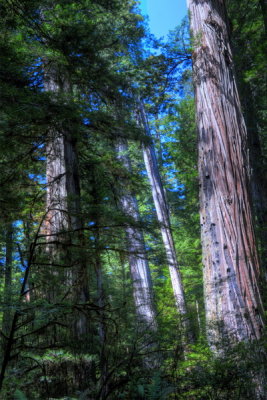 DSC_0731_2_3_4_5_tonemapped_resize.jpg