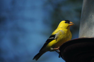 a_few_finches