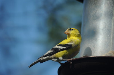 DSC_0827_resize.JPG