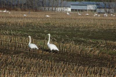 DSC_0476_resize.JPG
