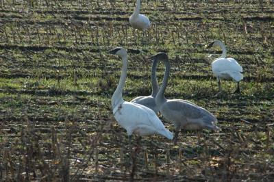 DSC_0497_resize.JPG