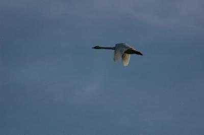 DSC_0512_resize.JPG