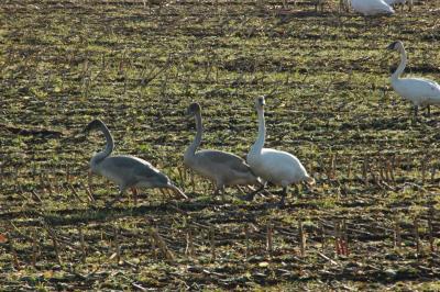 DSC_0522_resize.JPG