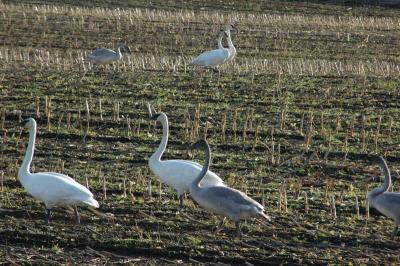 DSC_0527_resize.JPG