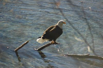 eagles2