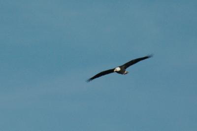 DSC_0649a.jpg