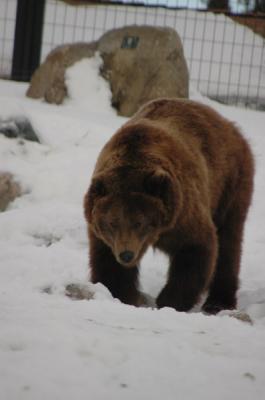 yellowstone_winter_wildlife